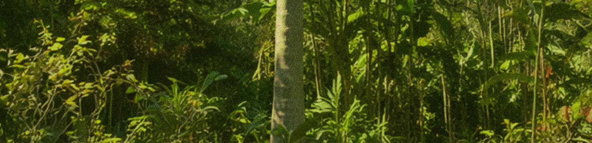 Mata Atlântica densa onde vive a palmeira juçara