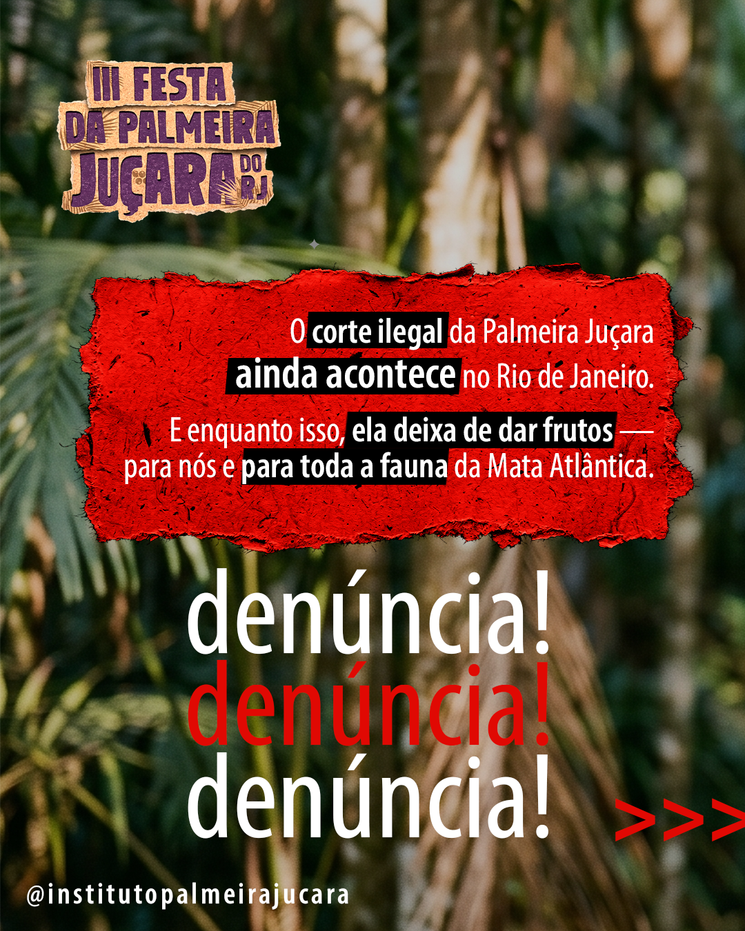 O corte ilegal da Palmeira Juçara ainda acontece no Rio de Janeiro — denúncia.